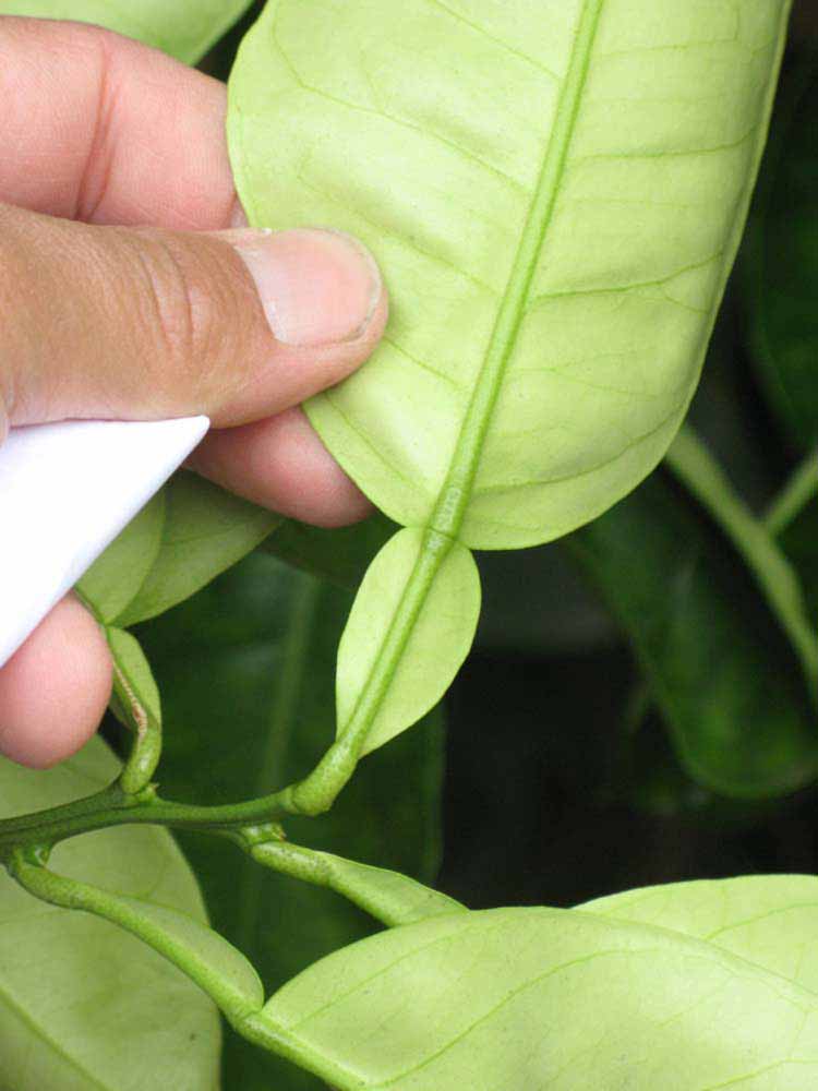              Petiole (Riverside, CA)       